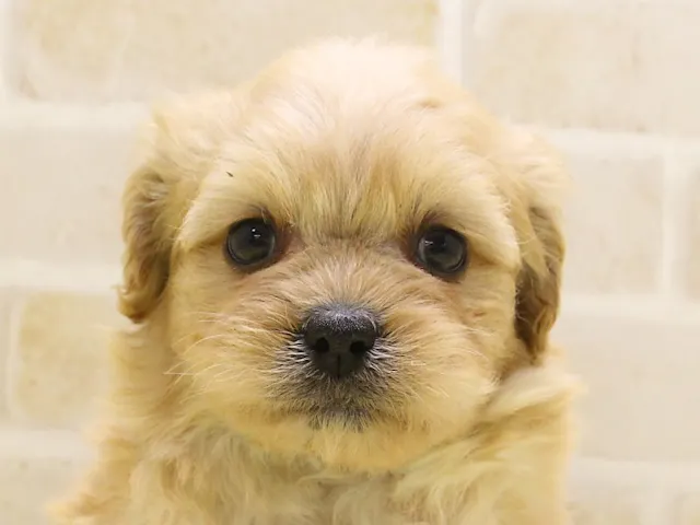 群馬県のハーフ犬・ミックス犬 (ペッツワンFC高崎東部店/2025年2月9日生まれ/男の子/アプリコット)の子犬